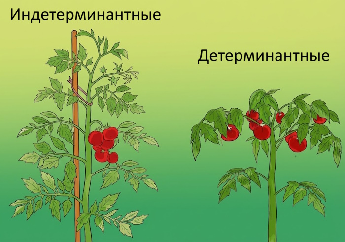 детерминантные и индетерминантные томаты