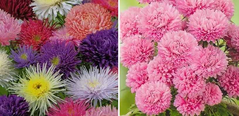 Поздние астры