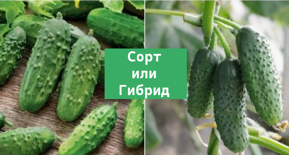 сортовые или гибридные огурцы