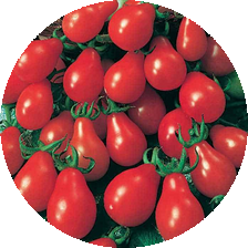 грушевидные помидоры