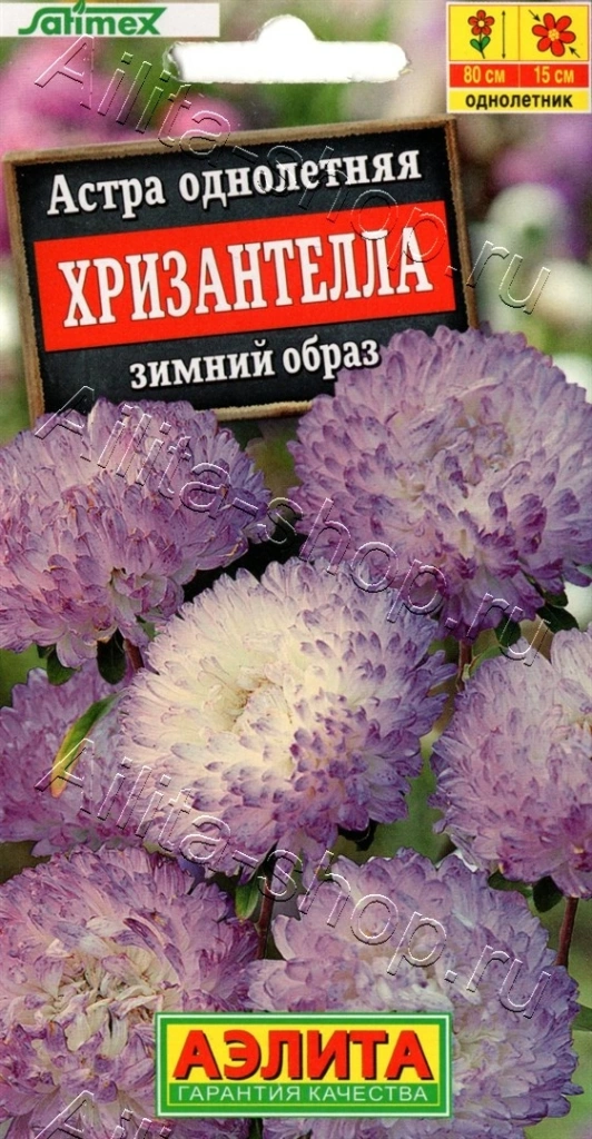 Астра Хризантелла зимний образ