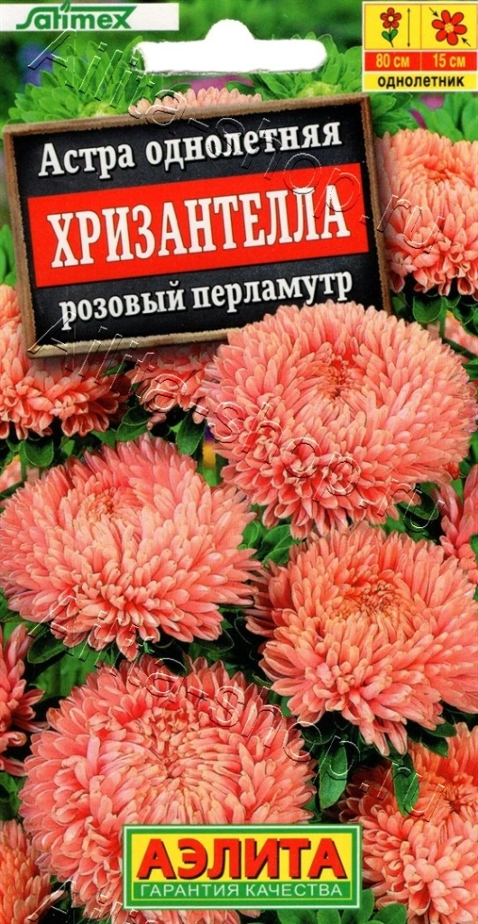 Астра Хризантелла розовый перламутр