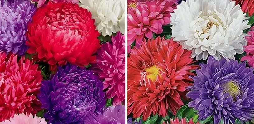 Среднецветущие астры