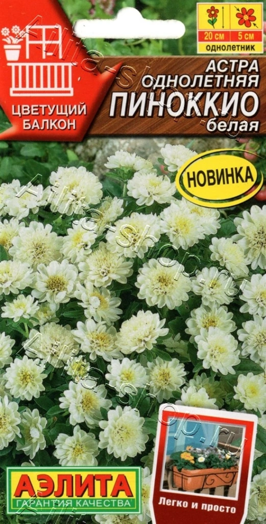 Астра Пиноккио белая