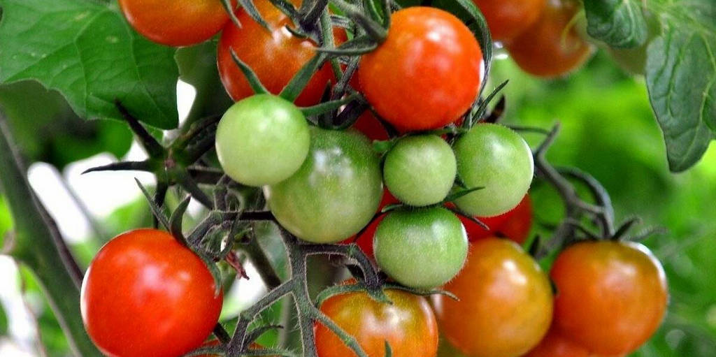 созревание томатов на кусте