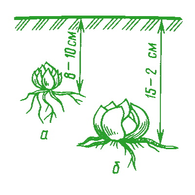 Схема посадки луковиц лилий 