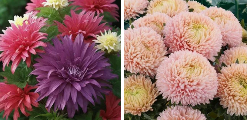 Ранние астры