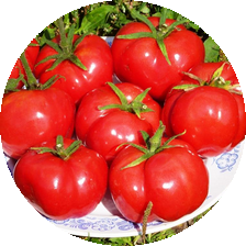 плоскоокруглые помидоры