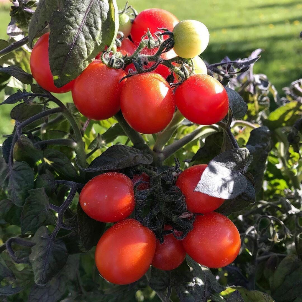 Как сформировать куст томата