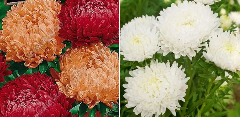 Поздние астры