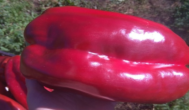 Перец Итальянский гигант F1