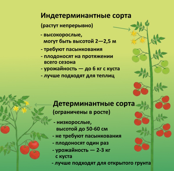 Сравнение детерминантных и индетерминантных томатов