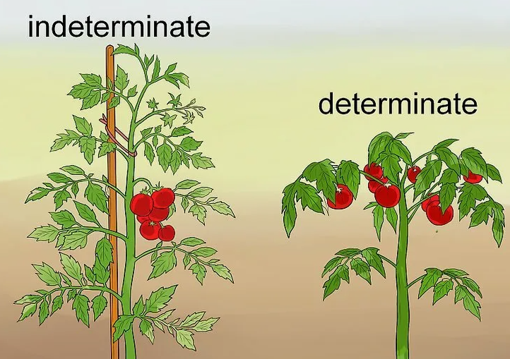 детерминантные и индетерминантные томаты
