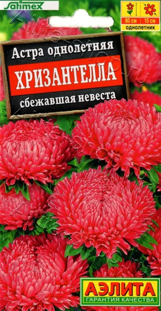 Астра Хризантелла сбежавшая невеста