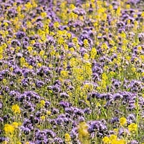 10 полезных свойств сидератов для плодородия вашего участка