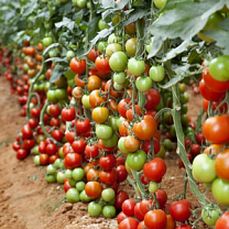 Детерминантные и индетерминантные томаты: полный гид по выбору сортотипов