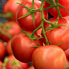 8 лайфхаков для выращивания томатов от рассады до сбора урожая