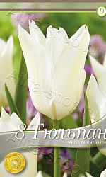 Тюльпан (лилиецветный) Вайт Триумфатор 8шт