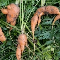 Почему морковь вырастает кривой и как избежать деформации корнеплодов