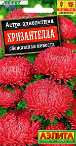 Астра Хризантелла сбежавшая невеста 15шт