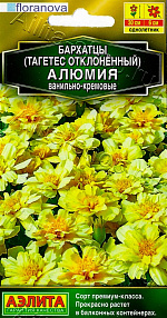 Бархатцы Алюмия ванильно-кремовые 7шт