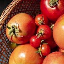 Как увеличить урожай томатов: 7 секретов опытных огородников