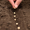 Как получить крепкую рассаду: готовим семена к посеву