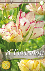 Тюльпан (многоцветковый) Белисия 8шт