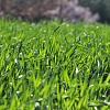 Газонная трава: что нужно знать при выборе газона для дачи или приусадебного участка 