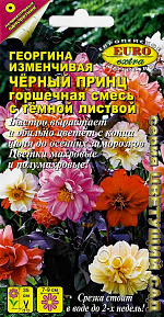 Георгина Черный принц, смесь 0,2г