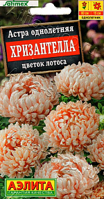 Астра Хризантелла цветок лотоса 15шт