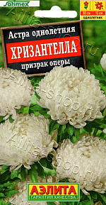 Астра Хризантелла призрак оперы 15шт