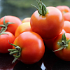 Помидоры для разных целей: как правильно выбрать сорта томатов
