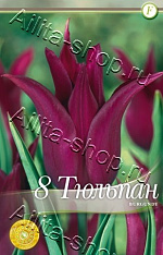 Тюльпан (лилиецветный) Бургунди 8шт