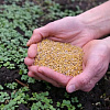 Лучшие сидераты для огорода: как сеять и когда заделывать почву