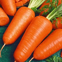 Как вырастить крупную и сладкую морковь: советы и секреты
