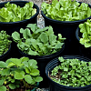 Выращиваем зелень на даче: 5 популярных зеленых культур