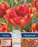 Тюльпан (махровый поздний) Сандаунер 8шт