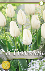 Тюльпан (дарвинов гибрид) Хакун 8шт
