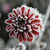 Как сохранить зимой георгины, гладиолусы и другие клубнелуковичные цветы