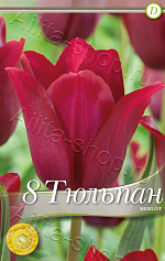 Тюльпан (лилиецветный) Мерло 8шт