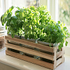 Огород на окне — лучшие культуры для выращивания в домашних условиях