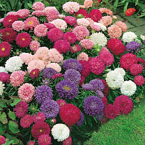 Астры с августа по октябрь: создаем сад непрерывного цветения