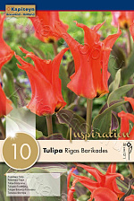 Тюльпан (видовый) Ригас Барикадес 10шт