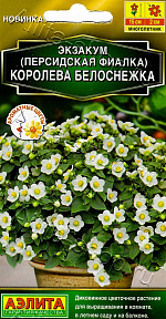 Экзакум (Персидская фиалка) Королева белоснежка 4шт