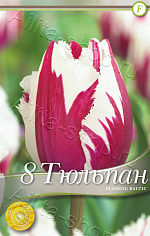 Тюльпан (бахромчатый) Фламинг Балтик 8шт
