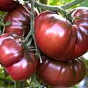 Любителям томатов, обзор новых сортов и гибридов